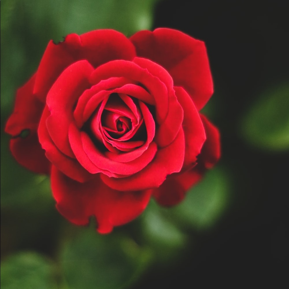 Meet your Posher, Sade